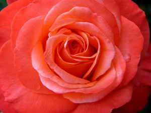 coral-rose
