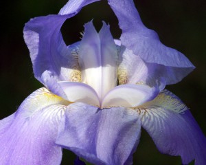 lavender-iris