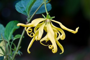 Ylang-Ylang