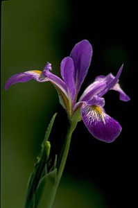 iris_virginica_shrevei_tb2_lg