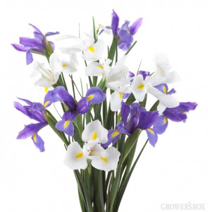 iris poudre2
