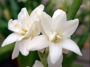 tuberose-blossom