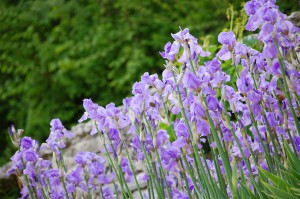 Blue-iris-flowers603