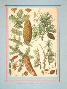 Botanical-Pine-cones