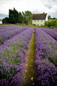 French Lavender Fields